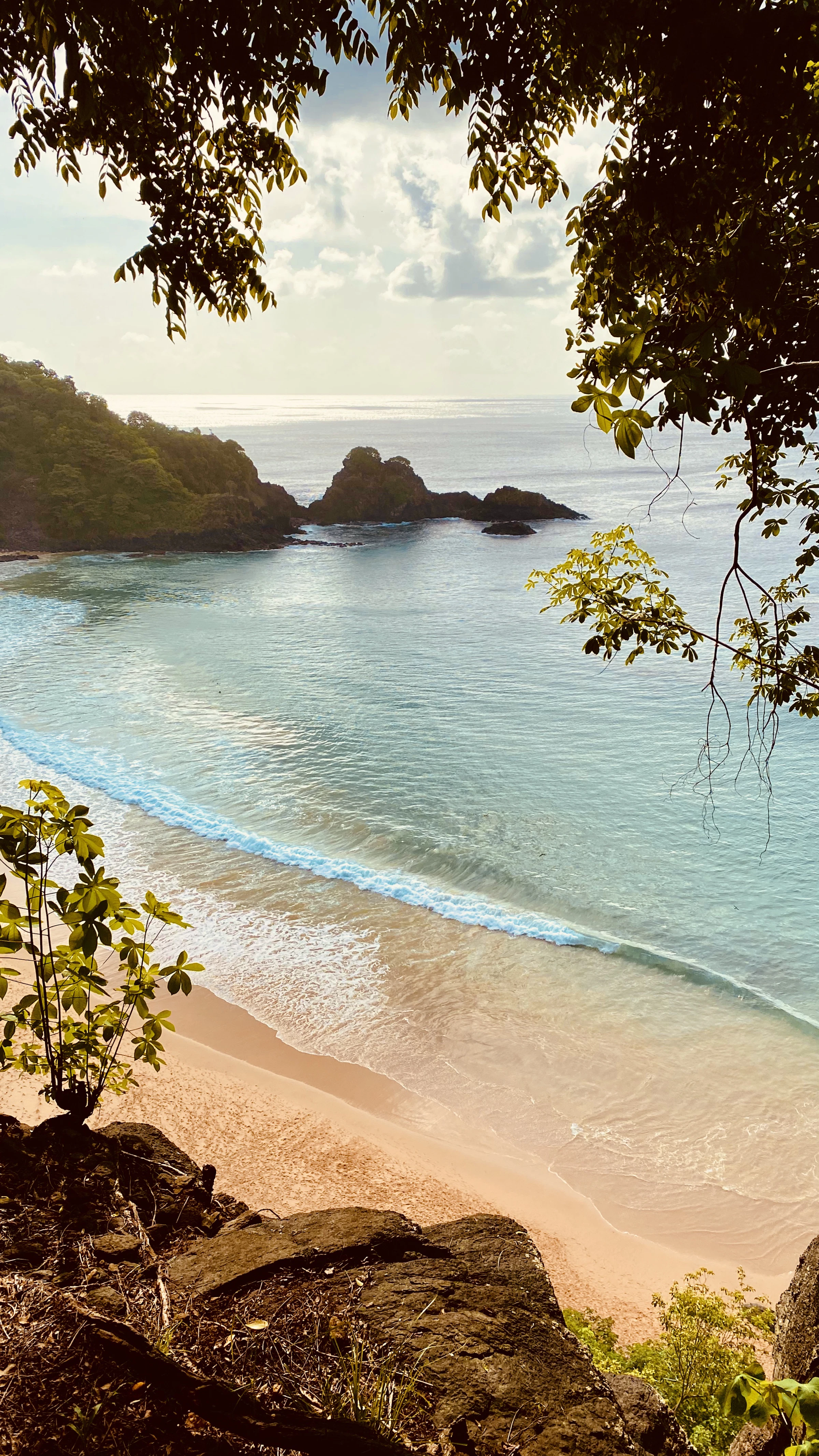 Praia com morro e árvore florida em Noronha